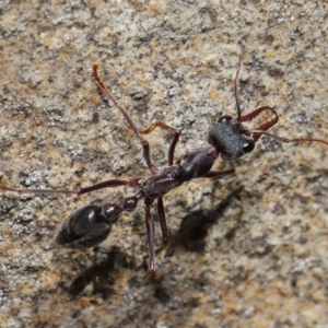 Myrmecia pyriformis at Acton, ACT - 5 Nov 2019