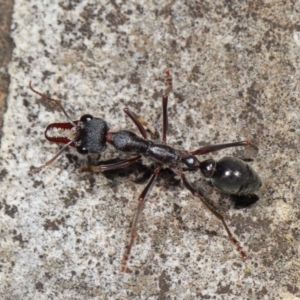 Myrmecia pyriformis at Acton, ACT - 5 Nov 2019