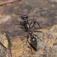 Myrmecia pyriformis at Acton, ACT - 5 Nov 2019