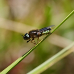 Odontomyia hunteri (Soldier fly) at Paddys River, ACT - 6 Nov 2019 by DPRees125