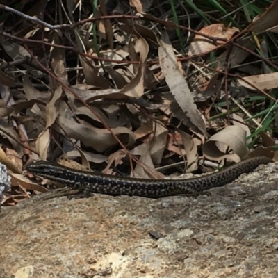Eulamprus heatwolei (Yellow-bellied Water Skink) at Coree, ACT - 19 Oct 2019 by BrianLR