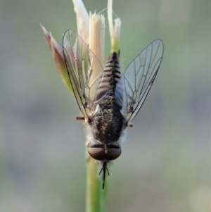 Australiphthiria (genus) at Cook, ACT - 5 Nov 2019 05:35 PM