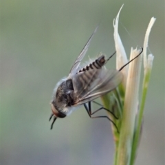 Australiphthiria (genus) at Cook, ACT - 5 Nov 2019