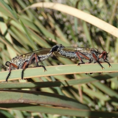 Asilinae sp. (subfamily) (Unidentified asiline Robberfly) at Mount Painter - 6 Nov 2019 by CathB