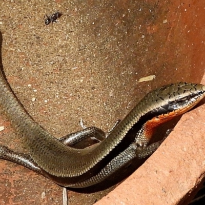 Acritoscincus platynotus (Red-throated Skink) at Crooked Corner, NSW - 2 Nov 2019 by Milly