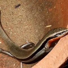 Acritoscincus platynotus (Red-throated Skink) at Crooked Corner, NSW - 1 Nov 2019 by Milly