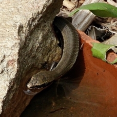 Acritoscincus platynotus at Crooked Corner, NSW - 2 Nov 2019 10:31 AM