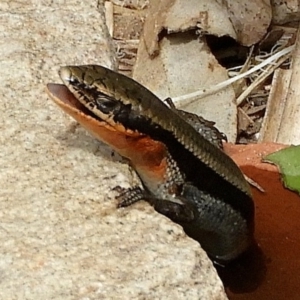 Acritoscincus platynotus at Crooked Corner, NSW - 2 Nov 2019 10:31 AM