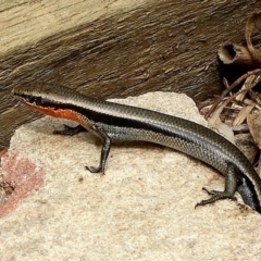 Acritoscincus platynotus at Crooked Corner, NSW - 2 Nov 2019 10:31 AM