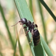 Thynninae (subfamily) at Cook, ACT - 6 Nov 2019