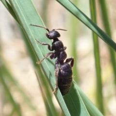 Thynninae (subfamily) at Cook, ACT - 6 Nov 2019