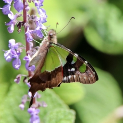 Graphium macleayanum (Macleay's Swallowtail) at Acton, ACT - 6 Nov 2019 by RodDeb