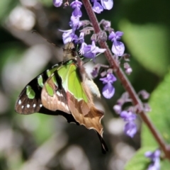 Graphium macleayanum at Acton, ACT - 6 Nov 2019