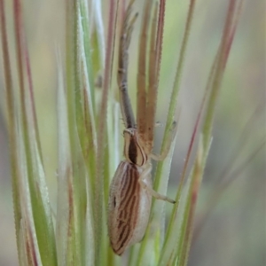 Runcinia acuminata at Cook, ACT - 5 Nov 2019