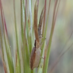 Runcinia acuminata at Cook, ACT - 5 Nov 2019 05:24 PM