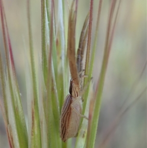 Runcinia acuminata at Cook, ACT - 5 Nov 2019 05:24 PM