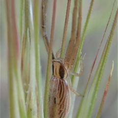 Runcinia acuminata at Cook, ACT - 5 Nov 2019 05:24 PM