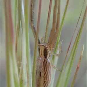 Runcinia acuminata at Cook, ACT - 5 Nov 2019 05:24 PM