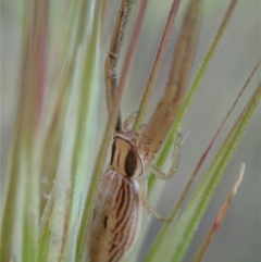 Runcinia acuminata at Cook, ACT - 5 Nov 2019 05:24 PM