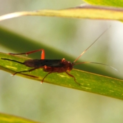 Lissopimpla excelsa (Orchid dupe wasp, Dusky-winged Ichneumonid) at Acton, ACT - 6 Nov 2019 by RodDeb