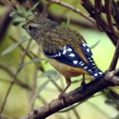 Pardalotus punctatus (Spotted Pardalote) at Acton, ACT - 6 Nov 2019 by RodDeb