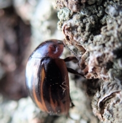 Paropsisterna nigerrima at Dunlop, ACT - 4 Nov 2019 03:25 PM