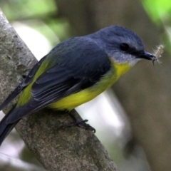 Eopsaltria australis (Eastern Yellow Robin) at Acton, ACT - 6 Nov 2019 by RodDeb