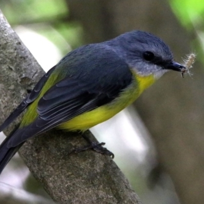 Eopsaltria australis (Eastern Yellow Robin) at Acton, ACT - 6 Nov 2019 by RodDeb