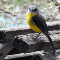 Eopsaltria australis at Acton, ACT - 6 Nov 2019