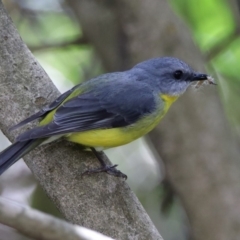 Eopsaltria australis at Acton, ACT - 6 Nov 2019