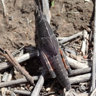 Goniaea opomaloides (Mimetic Gumleaf Grasshopper) at Dunlop, ACT - 4 Nov 2019 by CathB