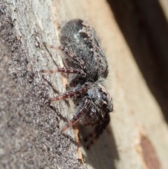 Servaea sp. (genus) (Unidentified Servaea jumping spider) at Dunlop, ACT - 4 Nov 2019 by CathB