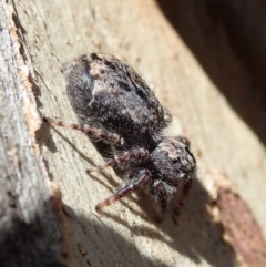 Servaea sp. (genus) at Dunlop, ACT - 4 Nov 2019 03:22 PM