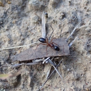 Camponotus consobrinus at Dunlop, ACT - 5 Nov 2019 05:53 PM