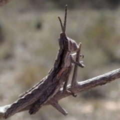 Coryphistes ruricola (Bark-mimicking Grasshopper) at Mount Painter - 28 Oct 2019 by CathB