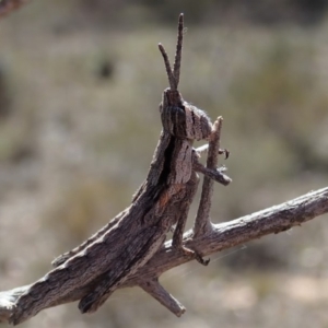 Coryphistes ruricola at Cook, ACT - 28 Oct 2019