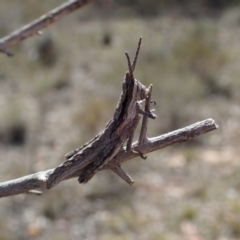 Coryphistes ruricola at Cook, ACT - 28 Oct 2019