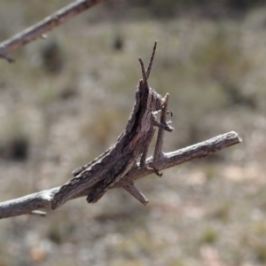 Coryphistes ruricola at Cook, ACT - 28 Oct 2019 02:52 PM