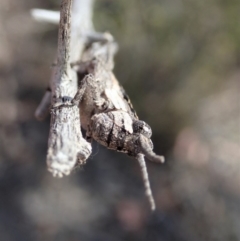 Coryphistes ruricola at Cook, ACT - 28 Oct 2019