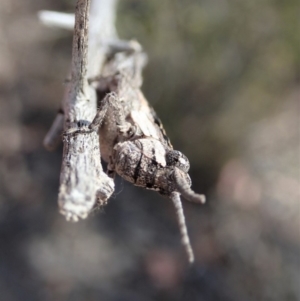 Coryphistes ruricola at Cook, ACT - 28 Oct 2019 02:52 PM