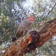 Callocephalon fimbriatum (Gang-gang Cockatoo) at Australian National University - 5 Nov 2019 by Laserchemisty