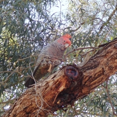 Callocephalon fimbriatum (Gang-gang Cockatoo) - 1 Jan 1900 by Laserchemisty