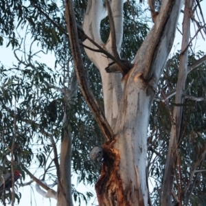 Callocephalon fimbriatum at Hughes, ACT - suppressed