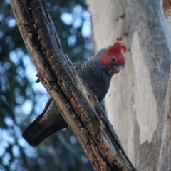 Callocephalon fimbriatum at Hughes, ACT - suppressed