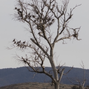 Ocyphaps lophotes at Michelago, NSW - 4 Aug 2019