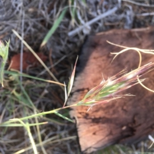 Rytidosperma sp. at Griffith, ACT - 7 Nov 2019 06:12 PM