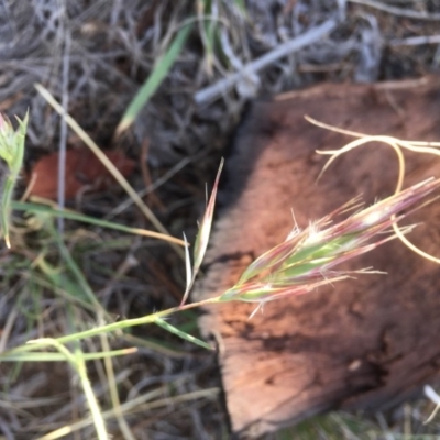 Rytidosperma sp. (Wallaby Grass) at Griffith, ACT - 7 Nov 2019 by AlexKirk