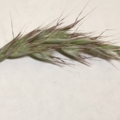 Rytidosperma sp. at Griffith, ACT - 7 Nov 2019