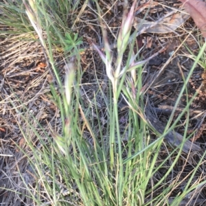 Rytidosperma sp. at Griffith, ACT - 7 Nov 2019