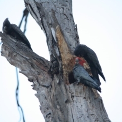 Callocephalon fimbriatum (Gang-gang Cockatoo) at GG91 - 7 Nov 2019 by LisaH